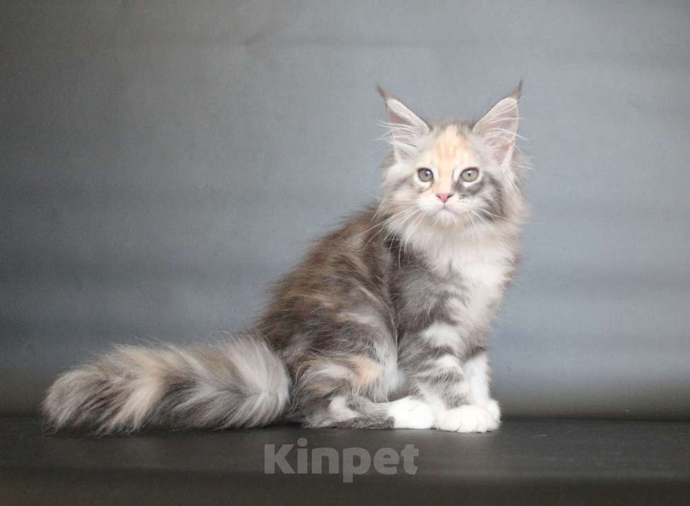 Кошки в Екатеринбурге: Деметра девочка пушистая Девочка, 35 000 руб. - фото 1