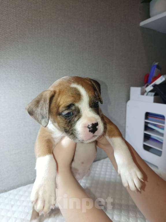 Собаки в Ростове-на-Дону: Щенок метис французского бульдога и бигля Мальчик, Бесплатно - фото 2