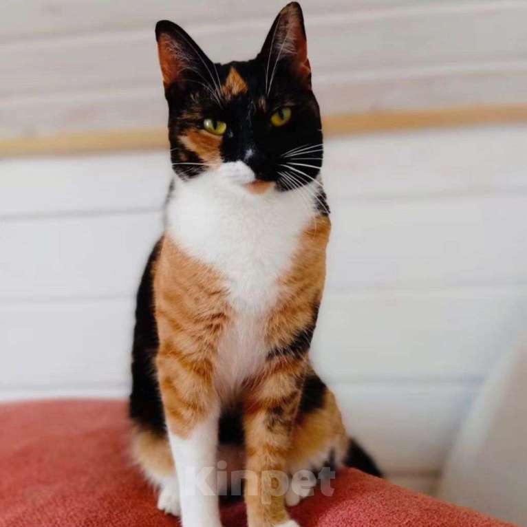 Кошки в Москве: Кошечка Шоколадка грустит на передержке Девочка, Бесплатно - фото 5