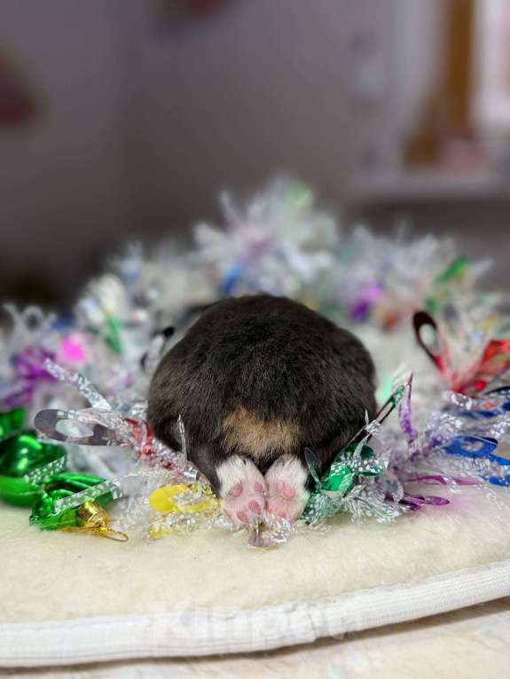 Собаки в других городах Московской области: Пятнышко, оригинальный триколор   Девочка, 100 000 руб. - фото 7