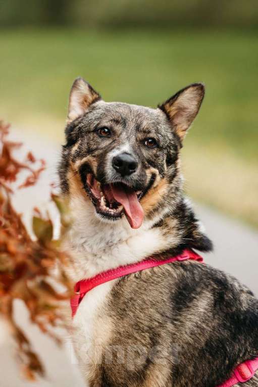 Собаки в Москве: Ураган Маруф в поисках своего человека! Девочка, Бесплатно - фото 9