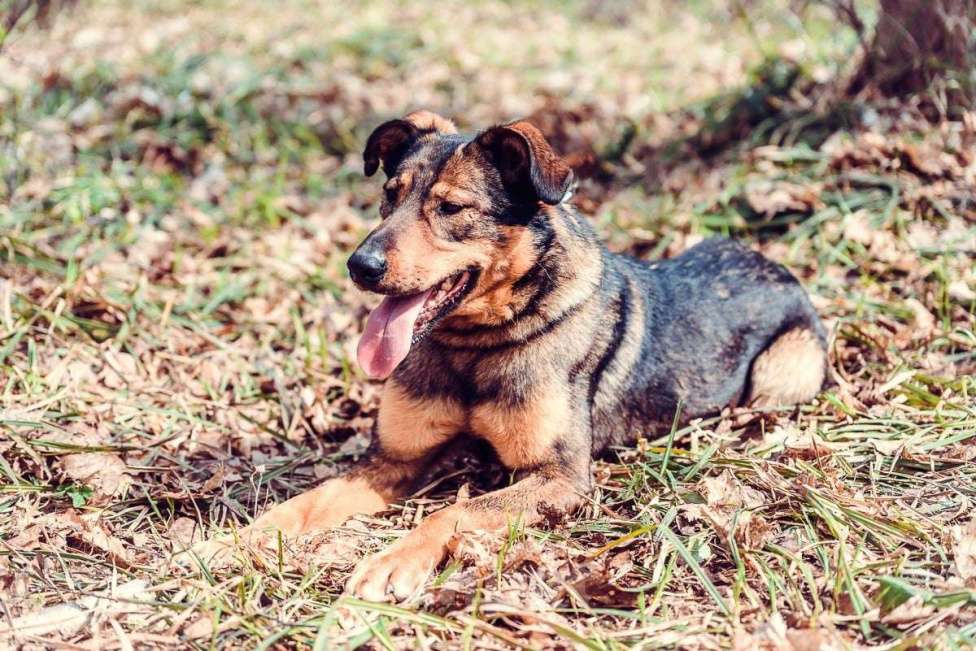 Собаки в Москве: Фиона Девочка, Бесплатно - фото 4