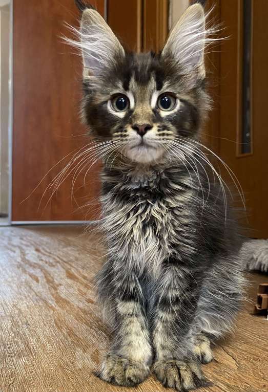 Кошки в Перми: Мейн-кун котёнок Девочка, 50 000 руб. - фото 5