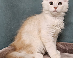 Кошки в Мытищах: Котенок Мейн-кун Мальчик, 50 000 руб. - фото 4