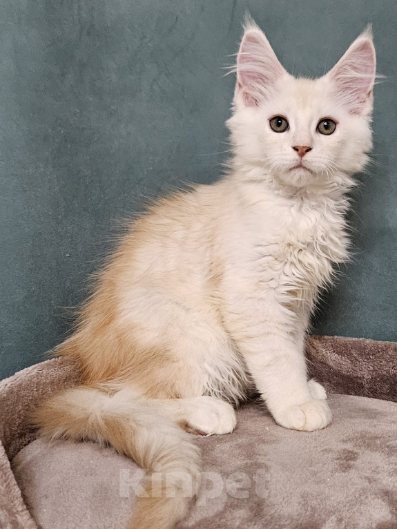 Кошки в Мытищах: Котенок Мейн-кун Мальчик, 50 000 руб. - фото 4