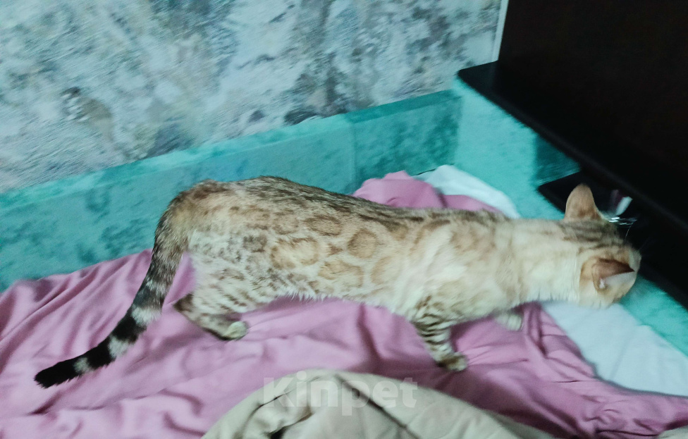 Кошки в Тамбове: Юстас- Снежный бенгальский кот n 24 32 Мальчик, 60 000 руб. - фото 5