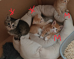 Кошки в других городах Тверской области: котенок даром Мальчик, 100 руб. - фото 2