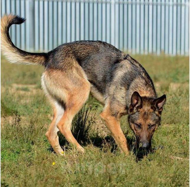 Собаки в Москве: Лесси Девочка, Бесплатно - фото 2