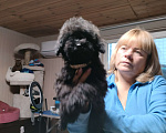 Собаки в других городах Московской области: Черная девочка той пуделя Девочка, 40 000 руб. - фото 4