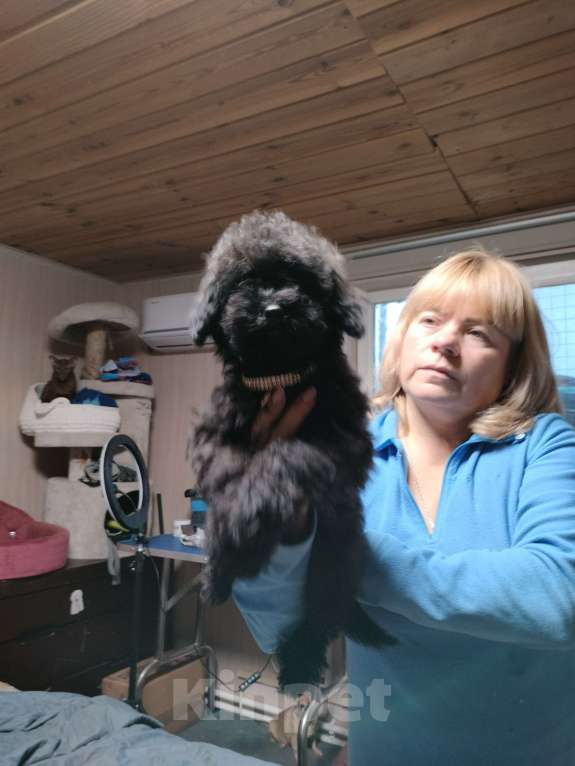 Собаки в других городах Московской области: Черная девочка той пуделя Девочка, 40 000 руб. - фото 4