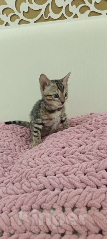 Кошки в других городах Свердловской области: Бенгальский котёнок Девочка, Бесплатно - фото 1