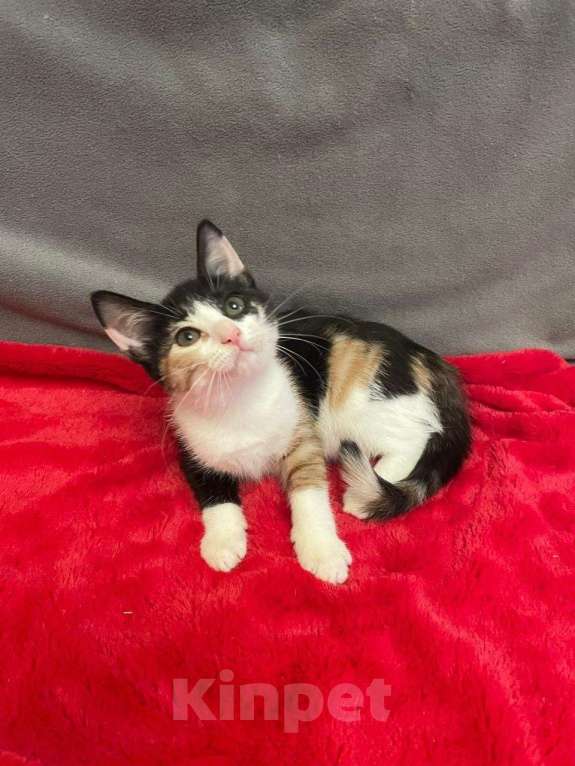 Кошки в Санкт-Петербурге: Маленькая звездочка Варенька Девочка, Бесплатно - фото 4