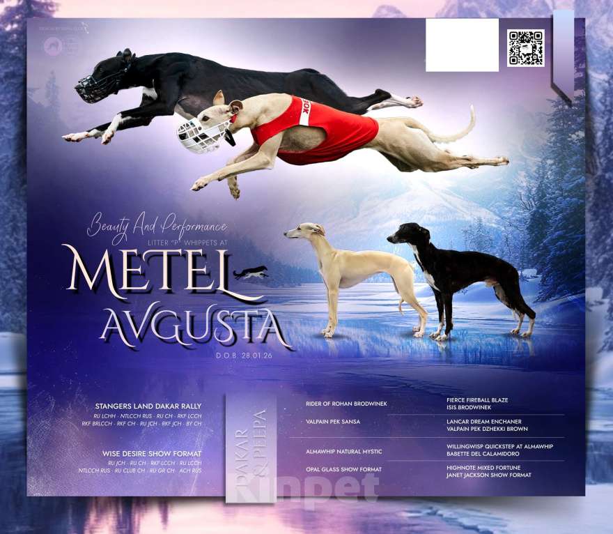 Собаки в Москве: Щенки уиппета Разнополые, Бесплатно - фото 1