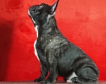 Собаки в Санкт-Петербурге: Породные щенки французского бульдога Мальчик, 50 000 руб. - фото 2