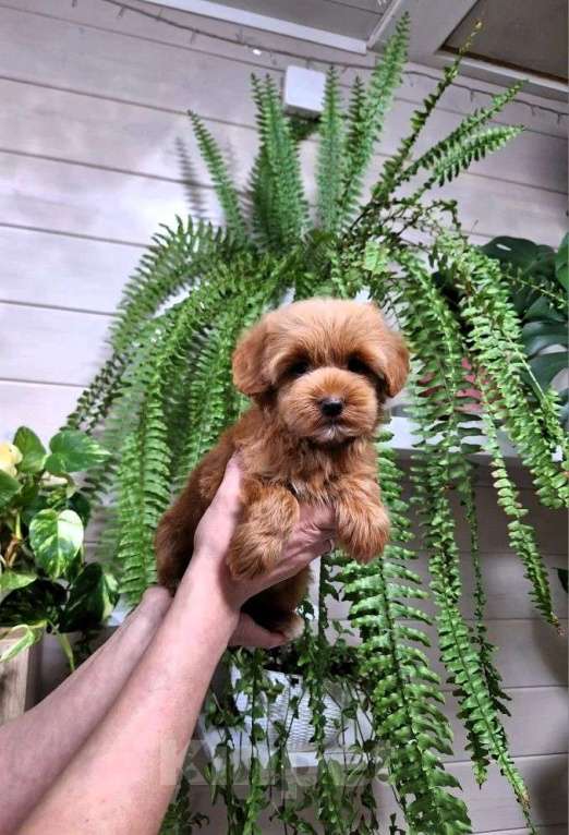 Собаки в Новосибирске: Щенки пуделя, мальтипу Разнополые, Бесплатно - фото 6