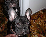 Собаки в Майском: Французский бульдог на вязку, 70 руб. - фото 2