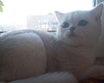 Кошки в Ярцево: Шиншилки шотландские, 6 000 руб. - фото 2