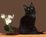 Кошки в Юрьеве-Польском: Мейн-кун девочка черный солид Девочка, 35 000 руб. - фото 2