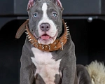 Собаки в Воронеже: Американский Булли стандарт Мальчик, Бесплатно - фото 1