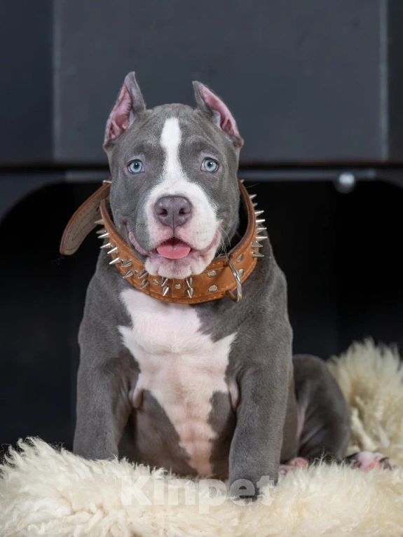 Собаки в Воронеже: Американский Булли стандарт Мальчик, Бесплатно - фото 1