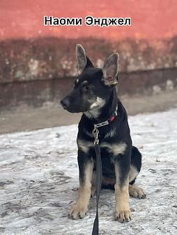 Щенок ВЕО Наоми Энджел