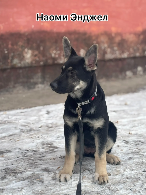 Собаки в Красноярске: Щенок ВЕО Наоми Энджел Девочка, 50 000 руб. - фото 1
