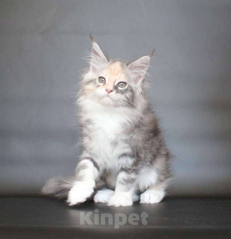 Кошки в Екатеринбурге: Деметра девочка пушистая Девочка, 35 000 руб. - фото 4