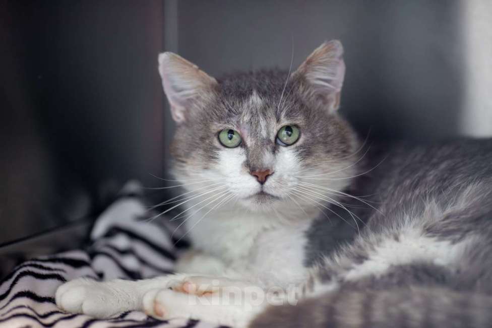 Кошки в Москве: Ромео Мальчик, Бесплатно - фото 2