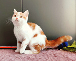 Кошки в Москве: Красный арлекин- девочка, прямоухая шотландка Девочка, Бесплатно - фото 1