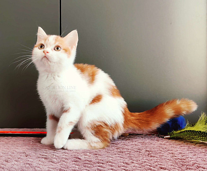 Красный арлекин- девочка, прямоухая шотландка