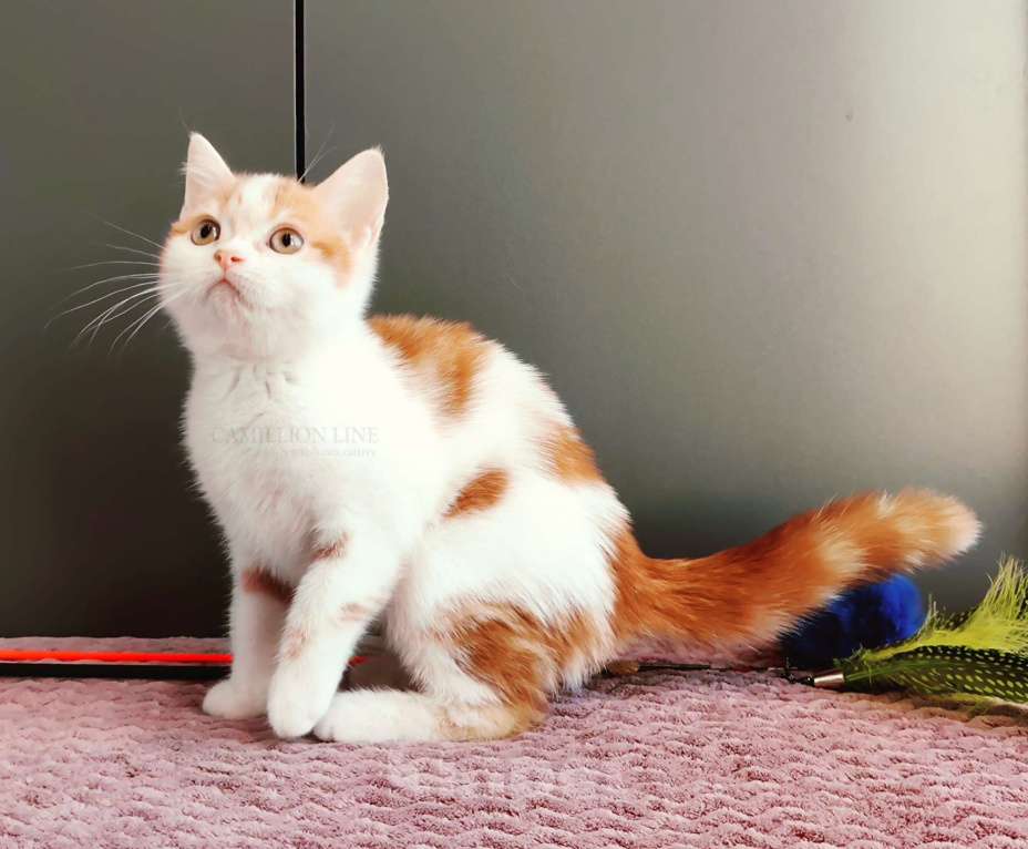 Кошки в Москве: Красный арлекин- девочка, прямоухая шотландка Девочка, Бесплатно - фото 1