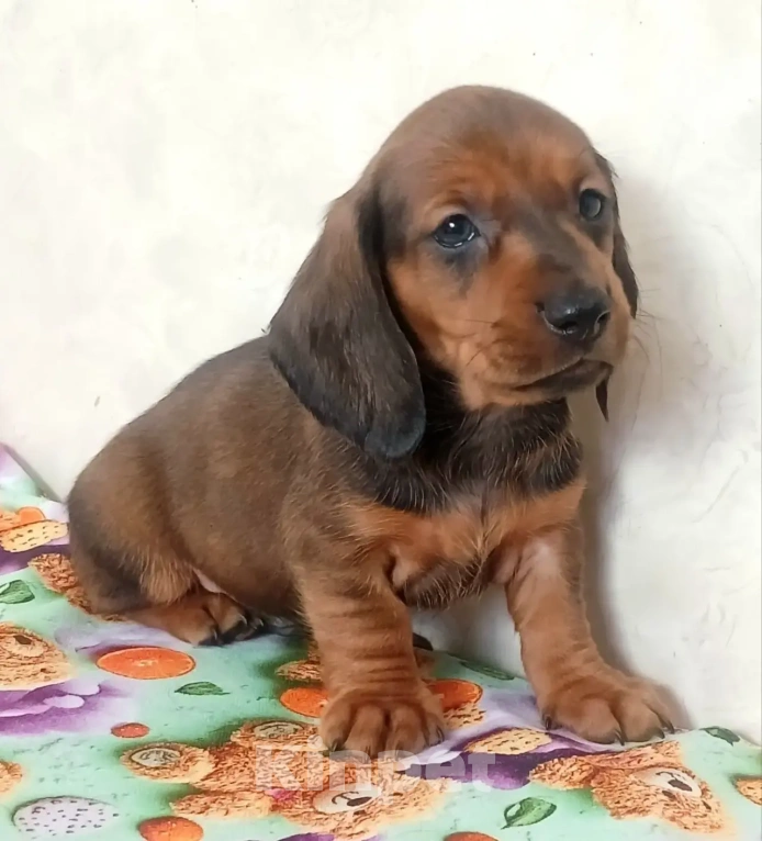 Собаки в Москве: Такса стандартная гладкошёрстная Мальчик, 40 000 руб. - фото 1