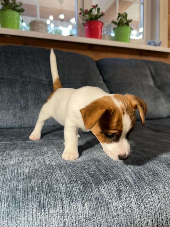 Собаки в Москве: Продается племенной  щенок джек рассел тер. 3  мес мальчик Мальчик, Бесплатно - фото 1