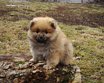 Собаки в Белгороде: Малыши Померанцы Девочка, 25 000 руб. - фото 4