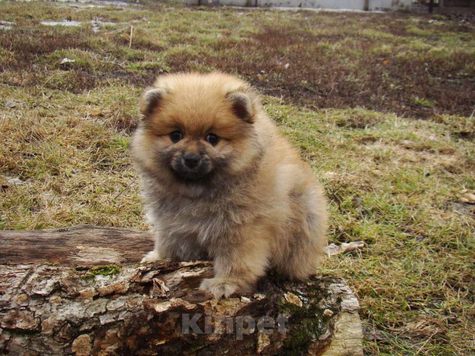 Собаки в Белгороде: Малыши Померанцы Девочка, 25 000 руб. - фото 4