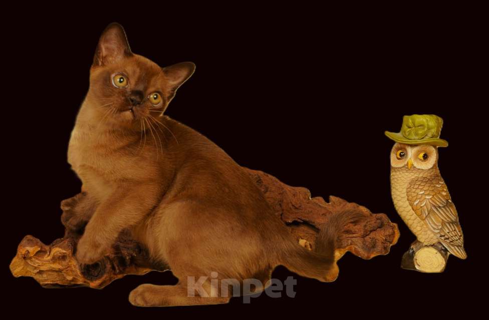 Кошки в Москве: Котики АМЕРИКАНСКОЙ ТРАДИЦИОННОЙ БУРМЫ Мальчик, Бесплатно - фото 8