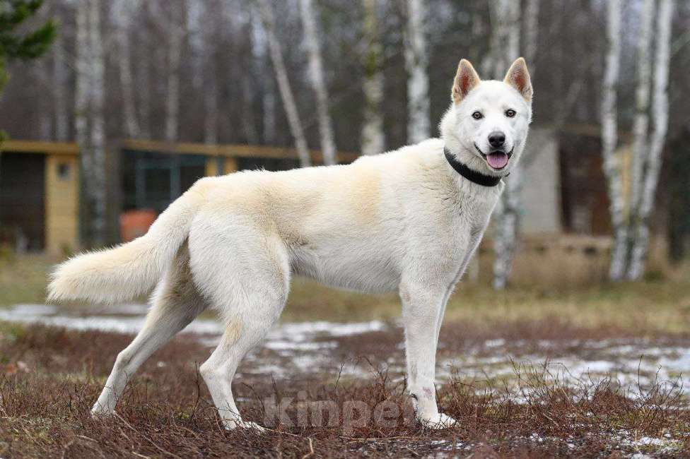 Собаки в Павловском Посаде: Вайт  Мальчик, Бесплатно - фото 4