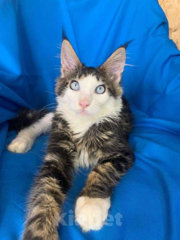 Кошки в Тамбове: Мейн-кун голубые глаза  Мальчик, 150 000 руб. - фото 4