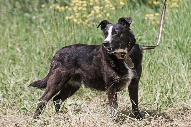 Собаки в Москве: Небольшой ласковый пёсик Джек в добрые руки Мальчик, Бесплатно - фото 8
