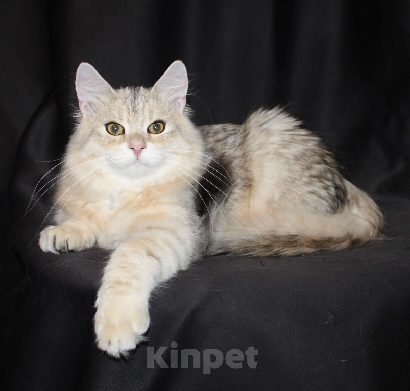 Кошки в Тюмени: Сибирский котёнок Мальчик, 15 000 руб. - фото 1