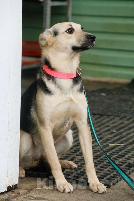 Собаки в Москве: Маленькая милашка Глория ищет дом Девочка, 1 руб. - фото 4