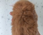 Кошки в Люберцах: Рыжие котята мейн-кун Мальчик, Бесплатно - фото 4