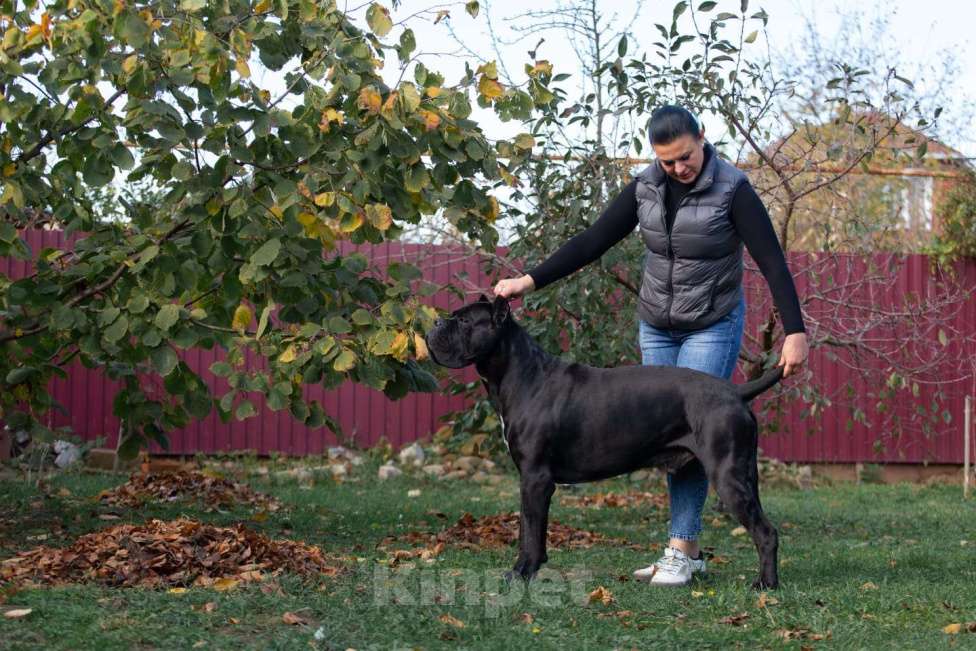 Собаки в Донецке: Вязка кане корсо Мальчик, Бесплатно - фото 3