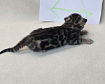 Кошки в Ростове-на-Дону: Бенгальский котенок Девочка, 60 000 руб. - фото 3