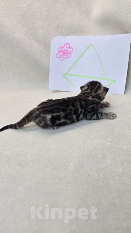 Кошки в Ростове-на-Дону: Бенгальский котенок Девочка, 60 000 руб. - фото 3