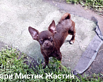 Собаки в Санкт-Петербурге: Весёлый, добрый парень чихуахуа Мальчик, 50 000 руб. - фото 5