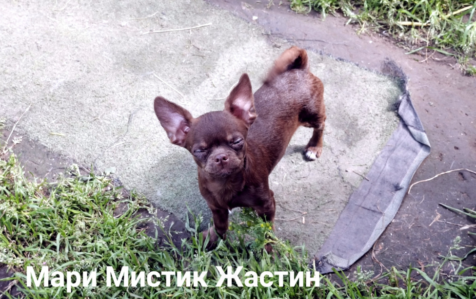 Собаки в Санкт-Петербурге: Весёлый, добрый парень чихуахуа Мальчик, 50 000 руб. - фото 5