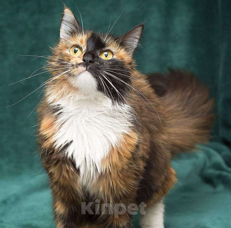 Кошки в Москве: Пушистая трехцветная кошечка в поисках дома! Девочка, Бесплатно - фото 3