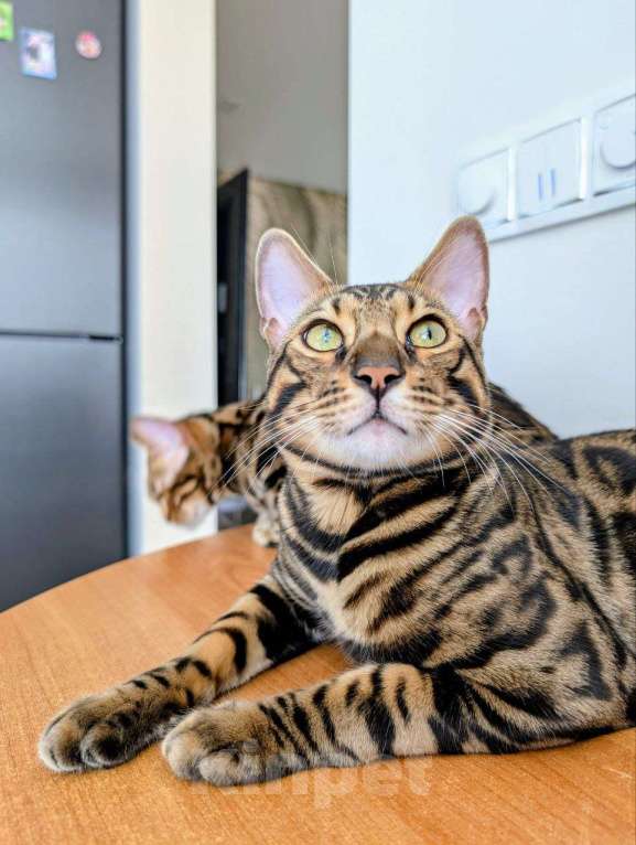 Кошки в Мурманске: Шикарный молодой бенгал Мальчик, 70 000 руб. - фото 2