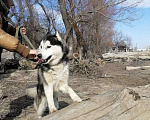 Собаки в Краснодаре: Друг в надёжные руки Мальчик, Бесплатно - фото 1